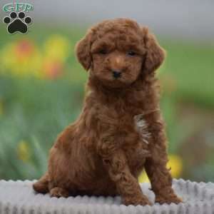 Titus, Toy Poodle Puppy
